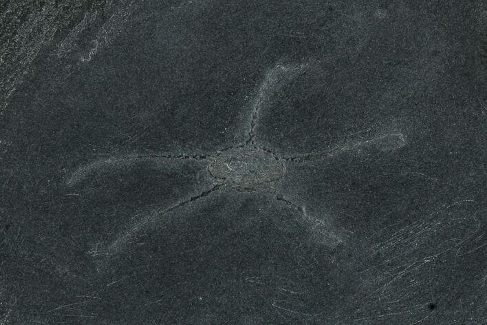 Pyritized Brittle Star - Bundenbach, Germany #231555